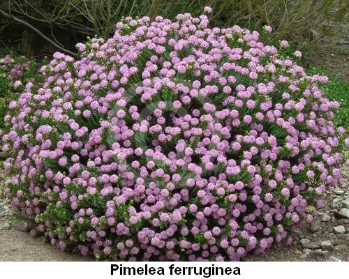 Pimelea ferruginea.jpg